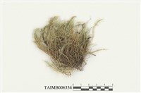 藏品(大濕原苔屬)的圖片